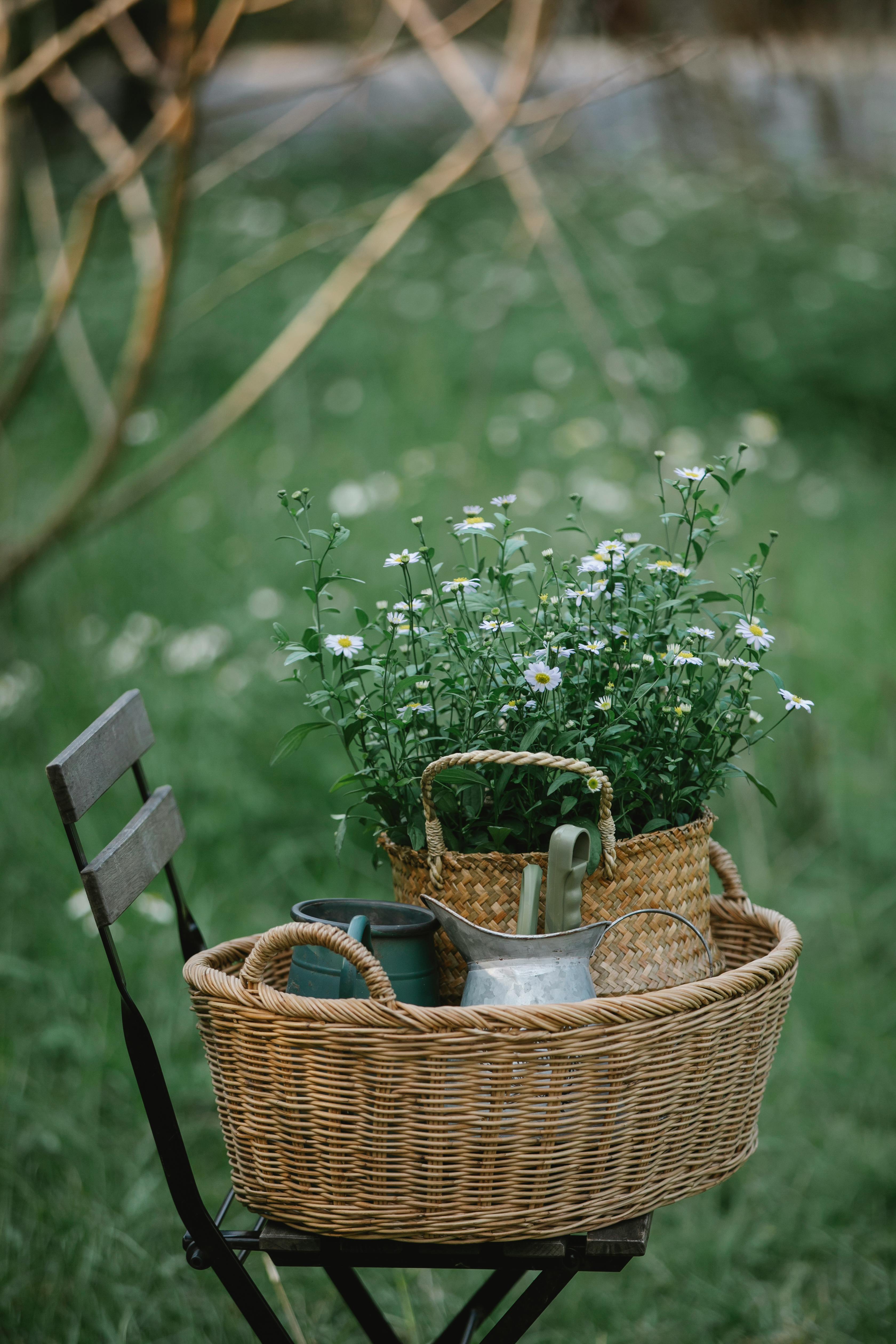 Ein geflochtener Korb mit frischen weißen Blumen steht auf einem Stuhl im Freien, umgeben von grünem Gras.